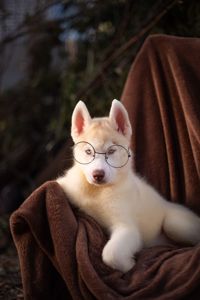 Хаскі хлопчик блакитноокий