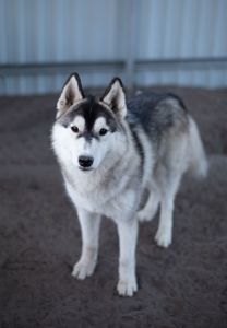 Хлопчик хаскі безкоштовно