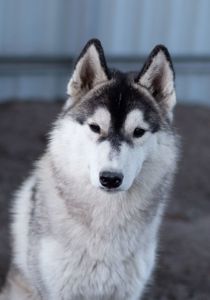 Хлопчик хаскі безкоштовно