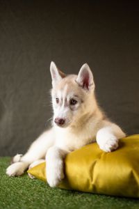 Хаскі дівчинка КСУ