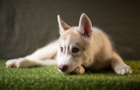 Хаскі дівчинка КСУ