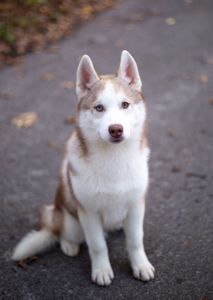 Цуценя хаскі КСУ хлопчик