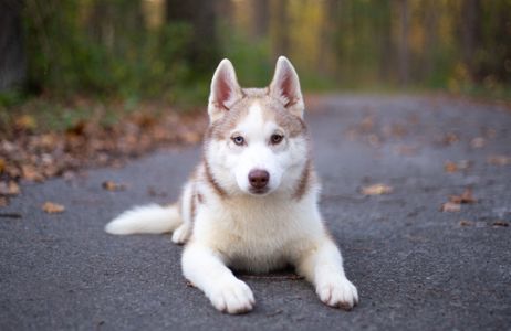 Цуценя хаскі КСУ хлопчик