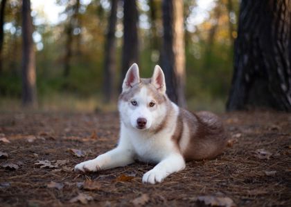 Цуценя хаскі КСУ хлопчик