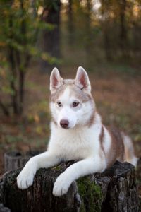 Цуценя хаскі КСУ хлопчик