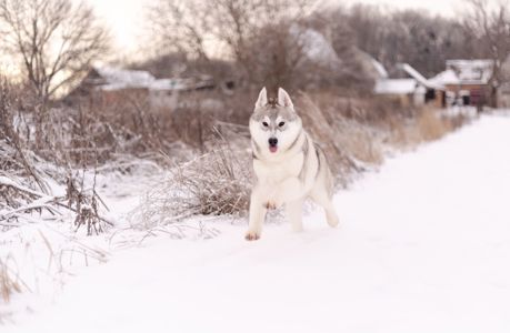 Цуценя хаскі хлопчик шоу-клас