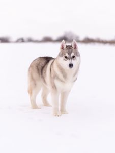 Цуценя хаскі хлопчик шоу-клас