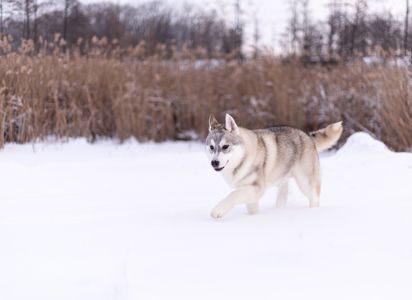 Цуценя хаскі хлопчик шоу-клас