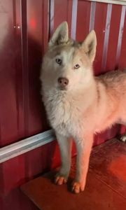 Хаскі хлопчик блакитноокий