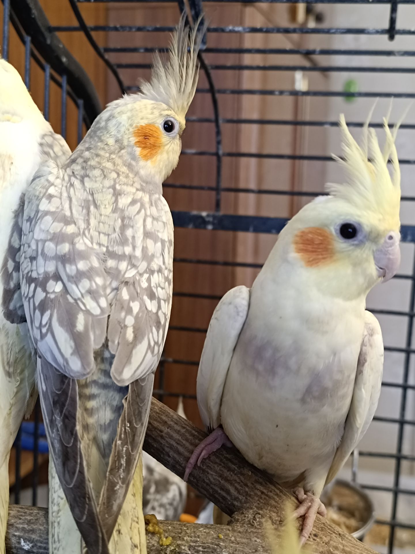 🐦 Продаються ручні корелли (німфи)