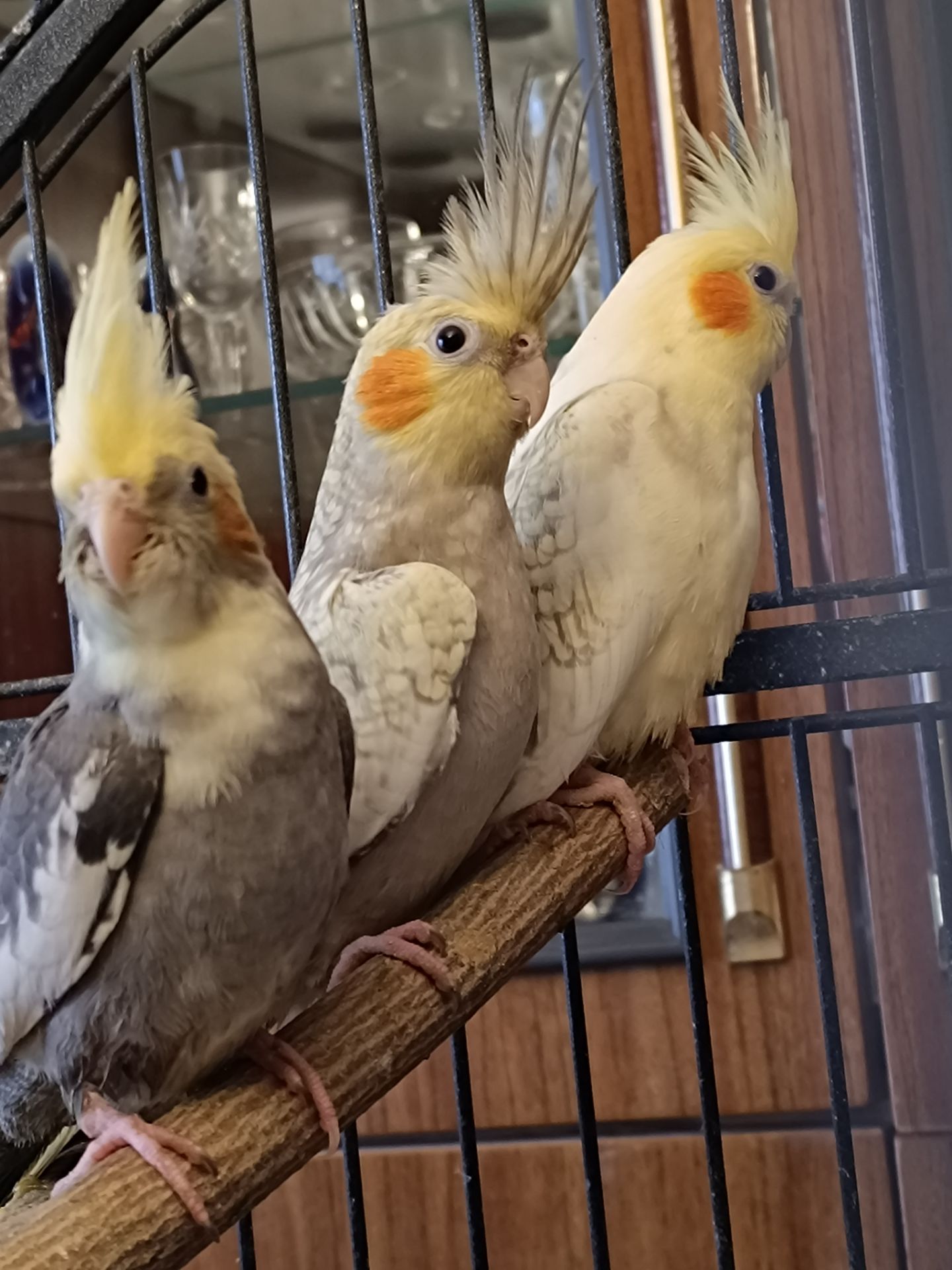 🐦 Продаються ручні корелли (німфи)