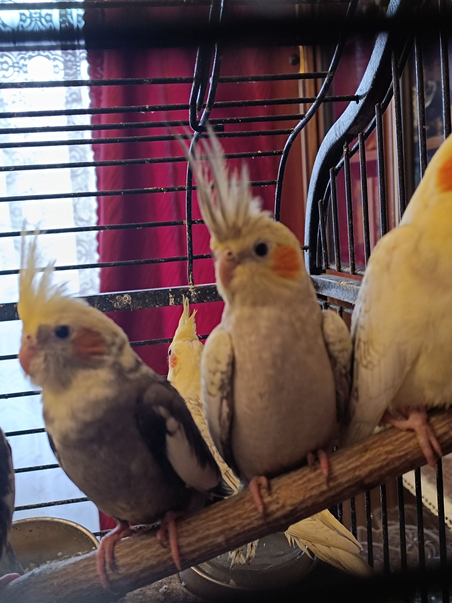 🐦 Продаються ручні корелли (німфи)