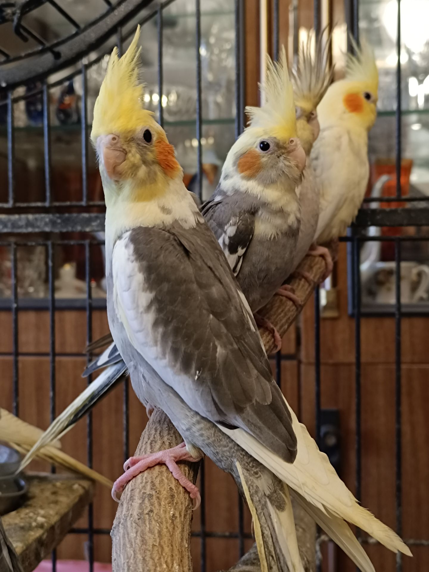 🐦 Продаються ручні корелли (німфи)