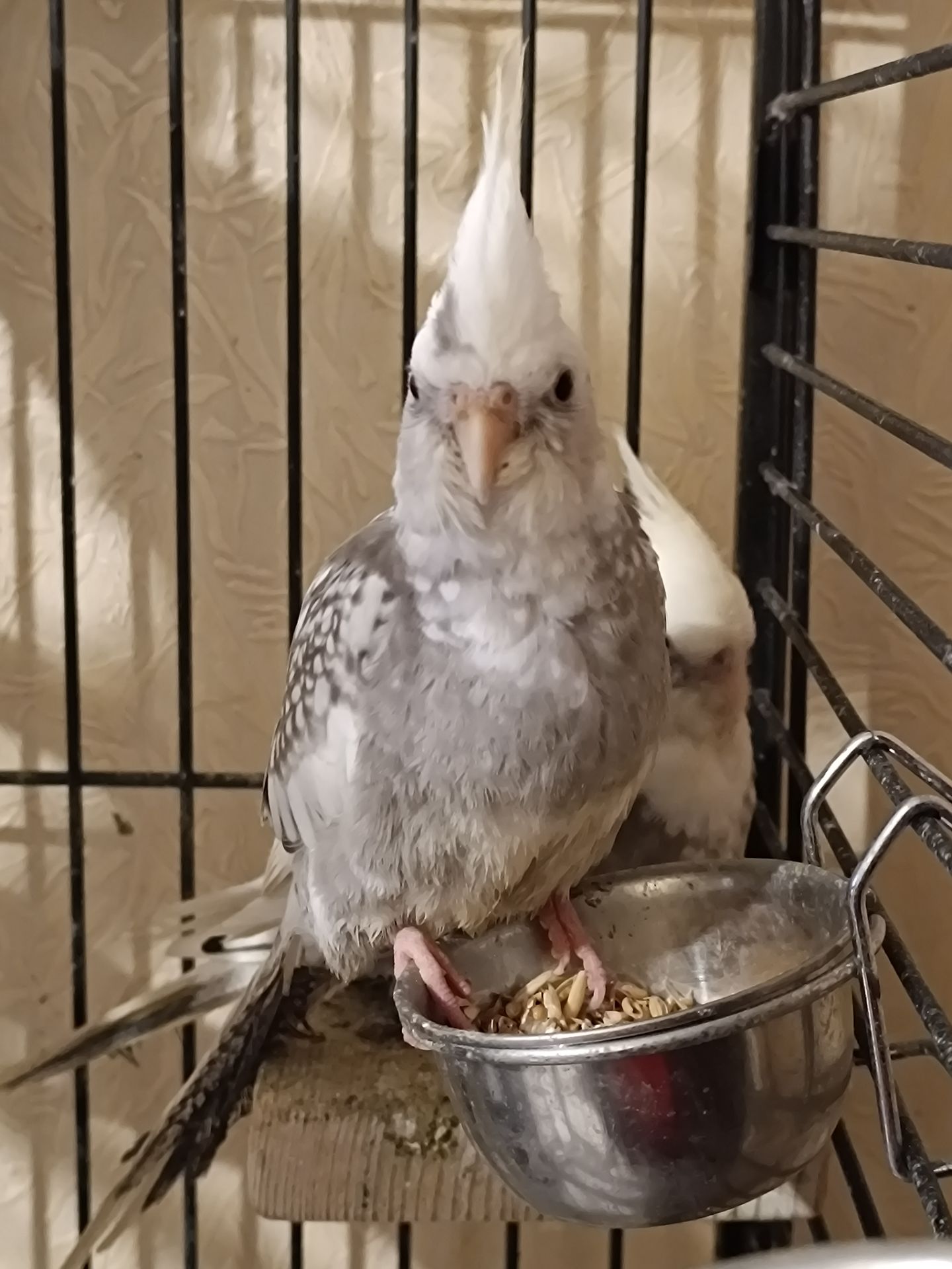 🐦 Продаються ручні корелли (німфи)