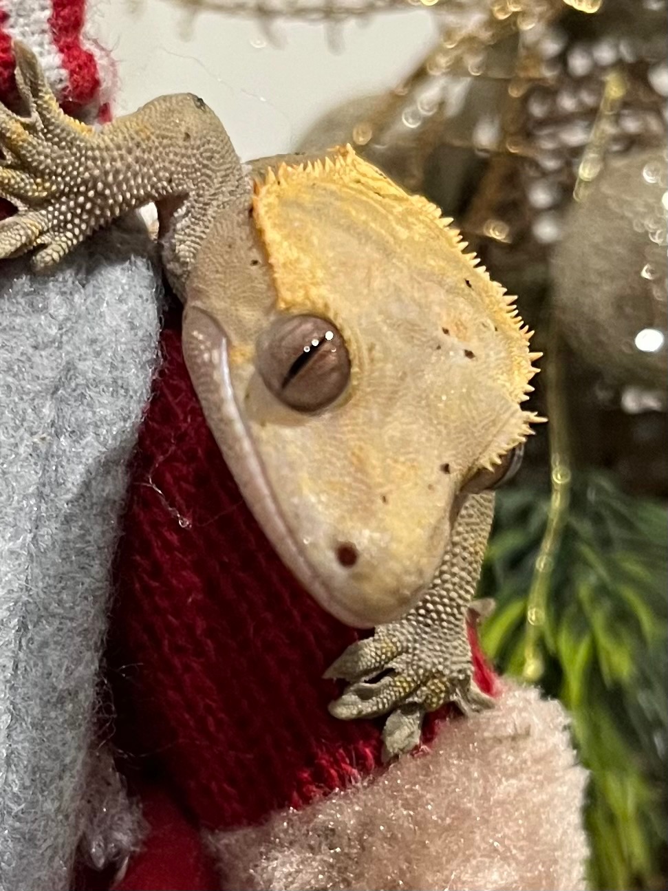 Продам бананоеда, самка