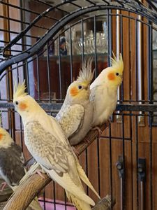 🐦 Продаються ручні корелли (німфи)