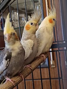 🐦 Продаються ручні корелли (німфи)