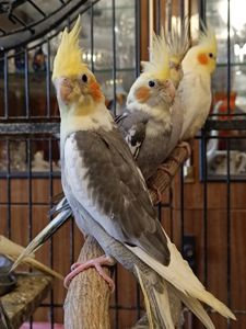 🐦 Продаються ручні корелли (німфи)