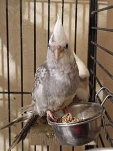 🐦 Продаються ручні корелли (німфи)