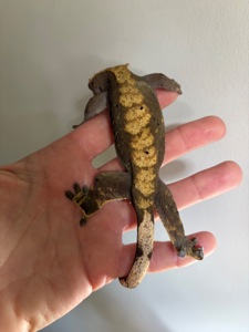 Продам бананоеда, самка