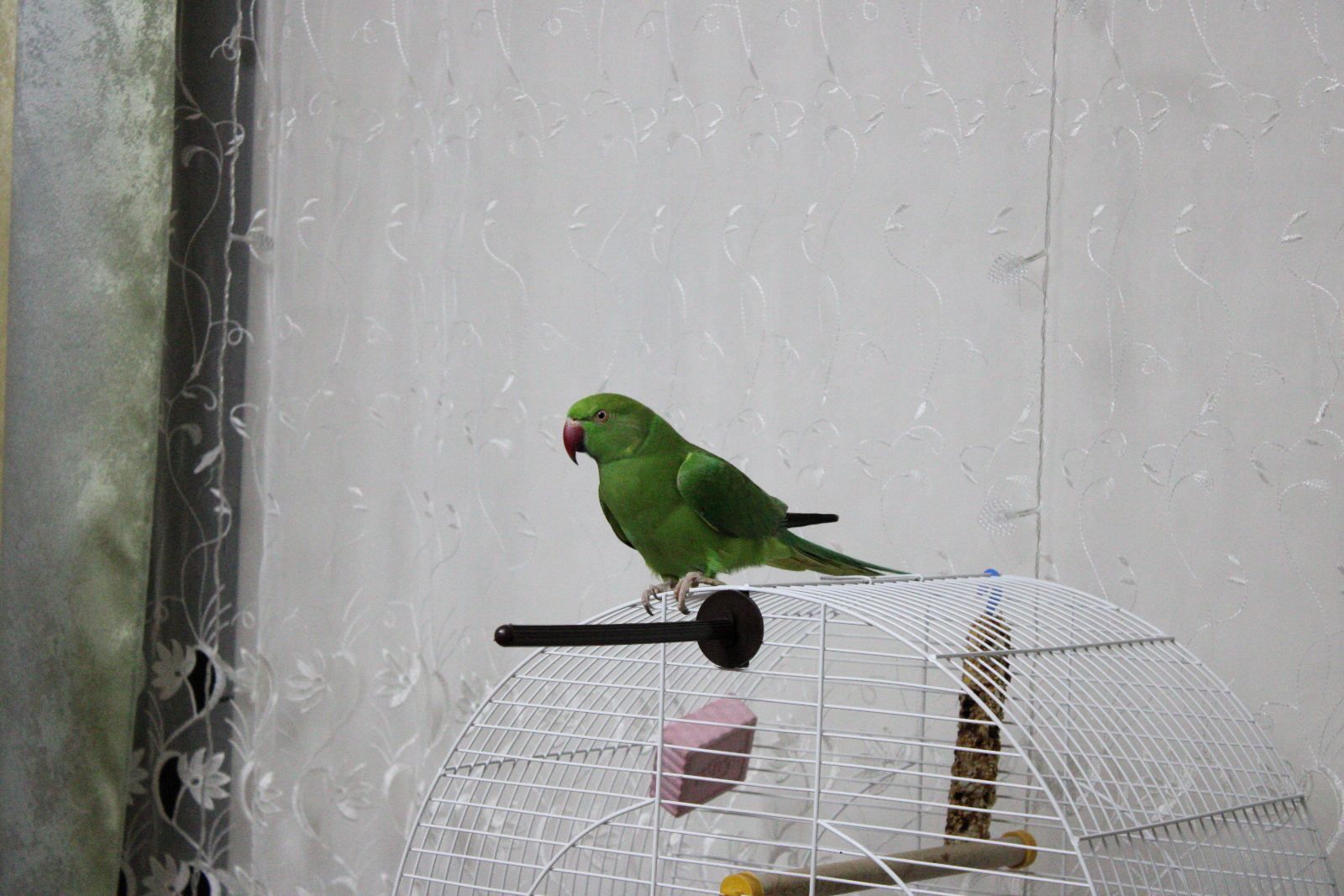 Ожереловий папуга