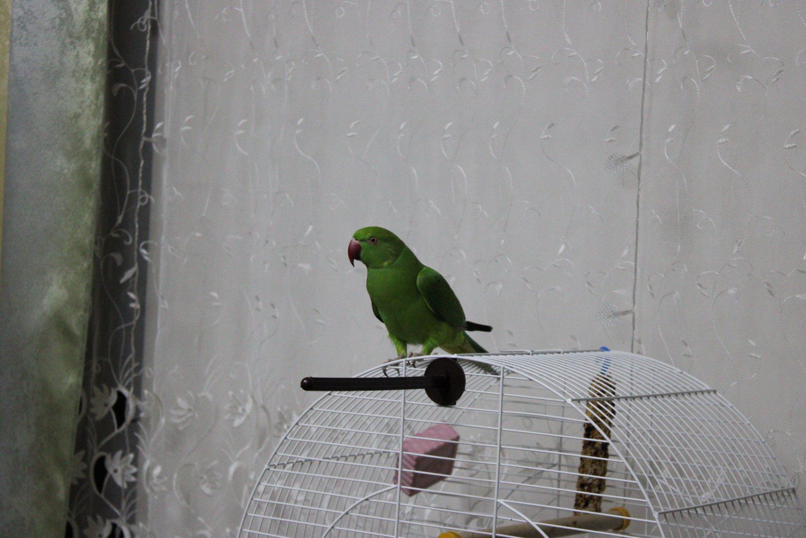 Ожереловий папуга