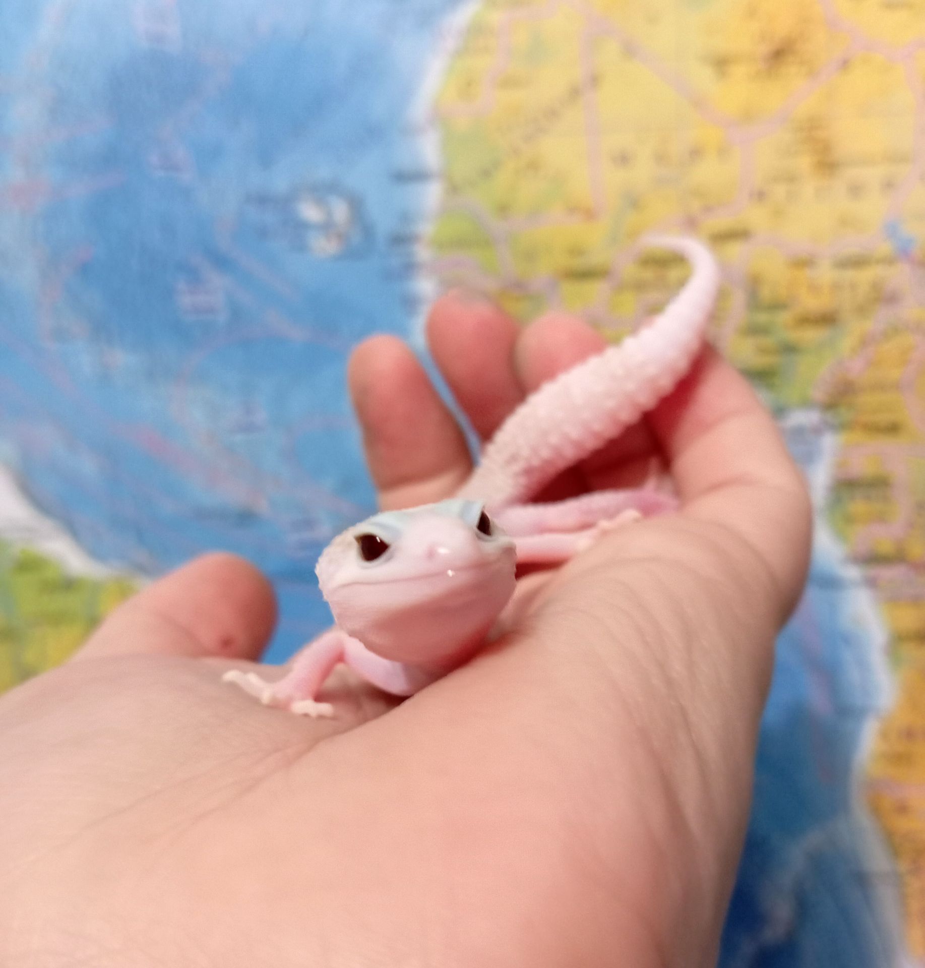 Эублефар леопардовый геккон