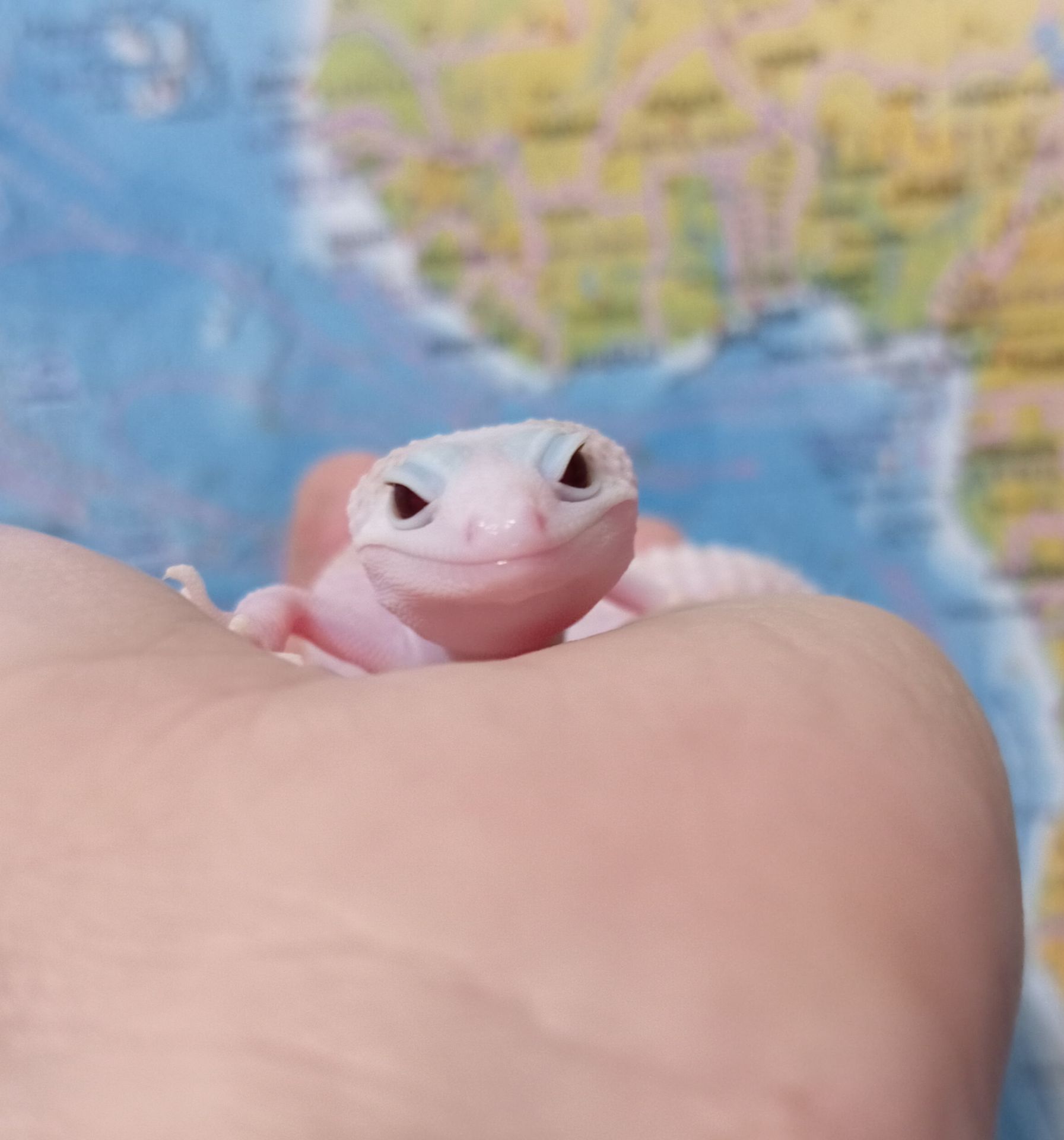 Эублефар леопардовый геккон