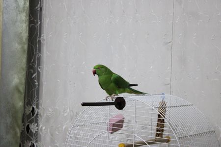 Ожереловий папуга