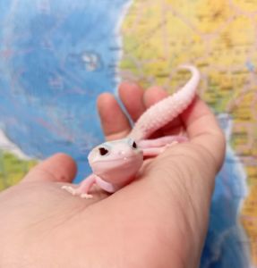 Эублефар леопардовый геккон