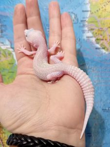 Эублефар леопардовый геккон