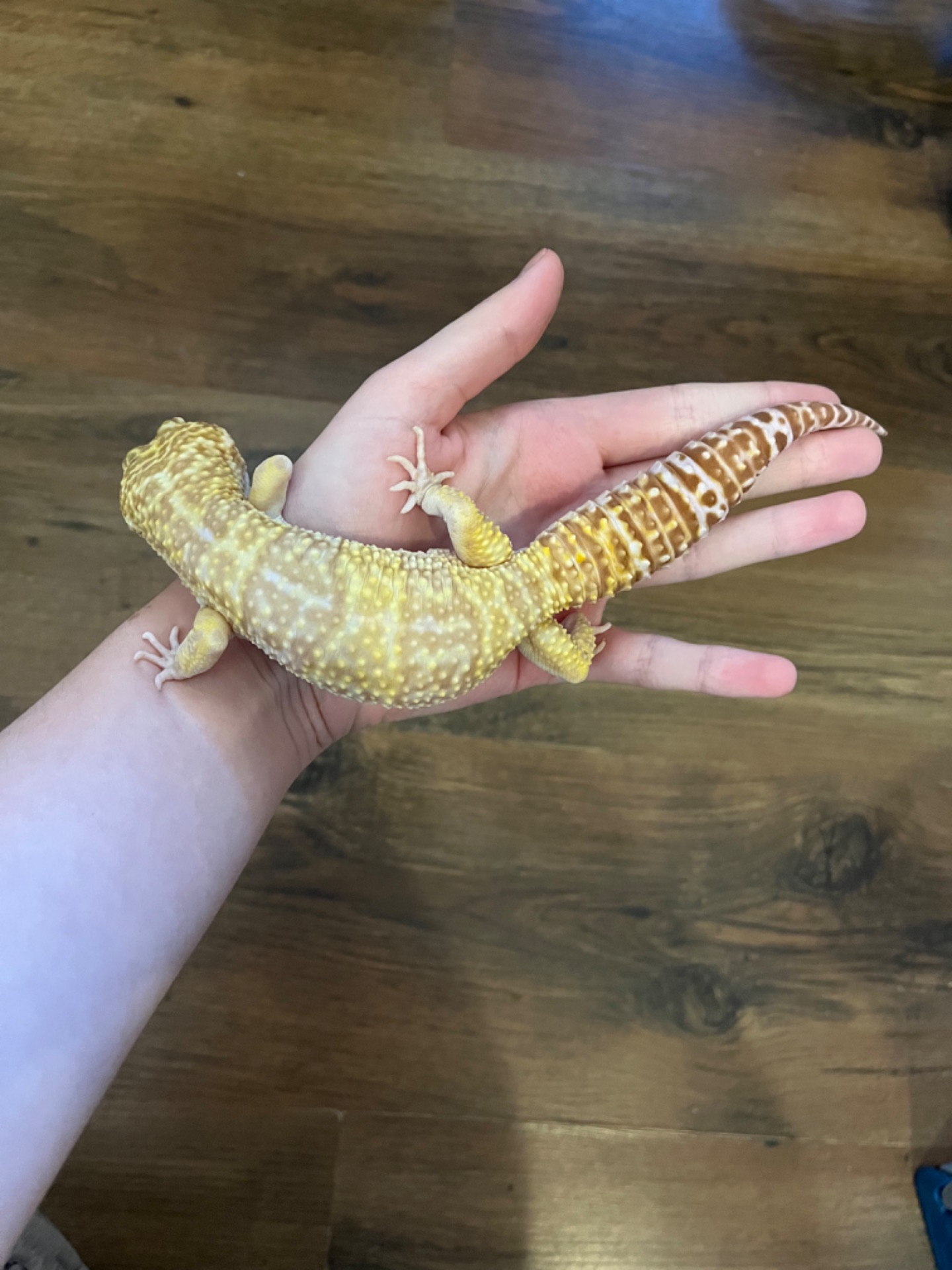 Эублефар, леопардовий геккон