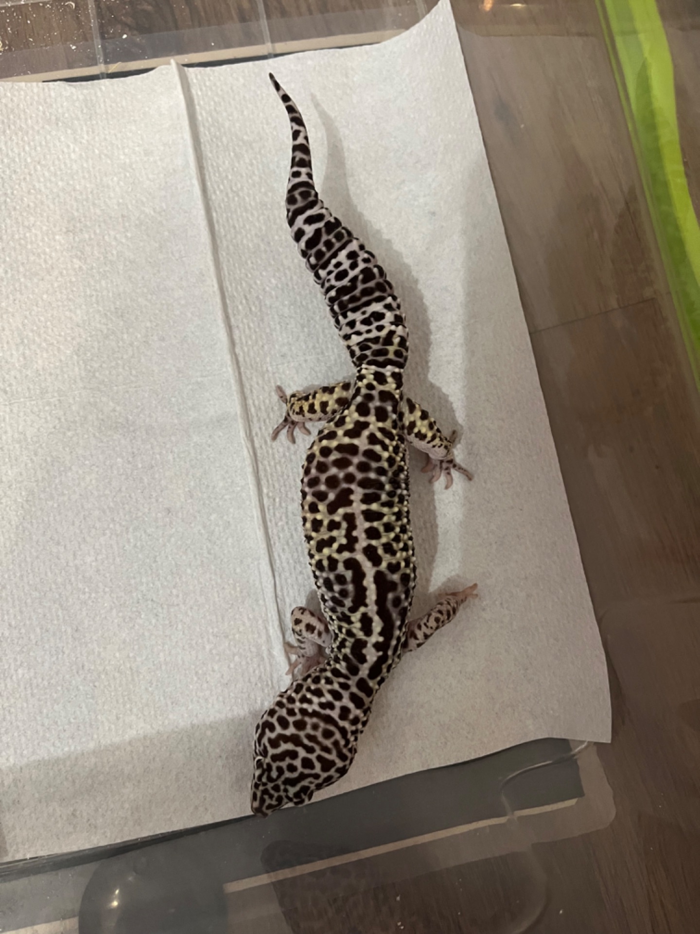 Эублефар, леопардовий геккон