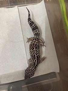 Эублефар, леопардовий геккон