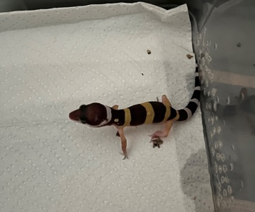 Эублефар, леопардовий геккон