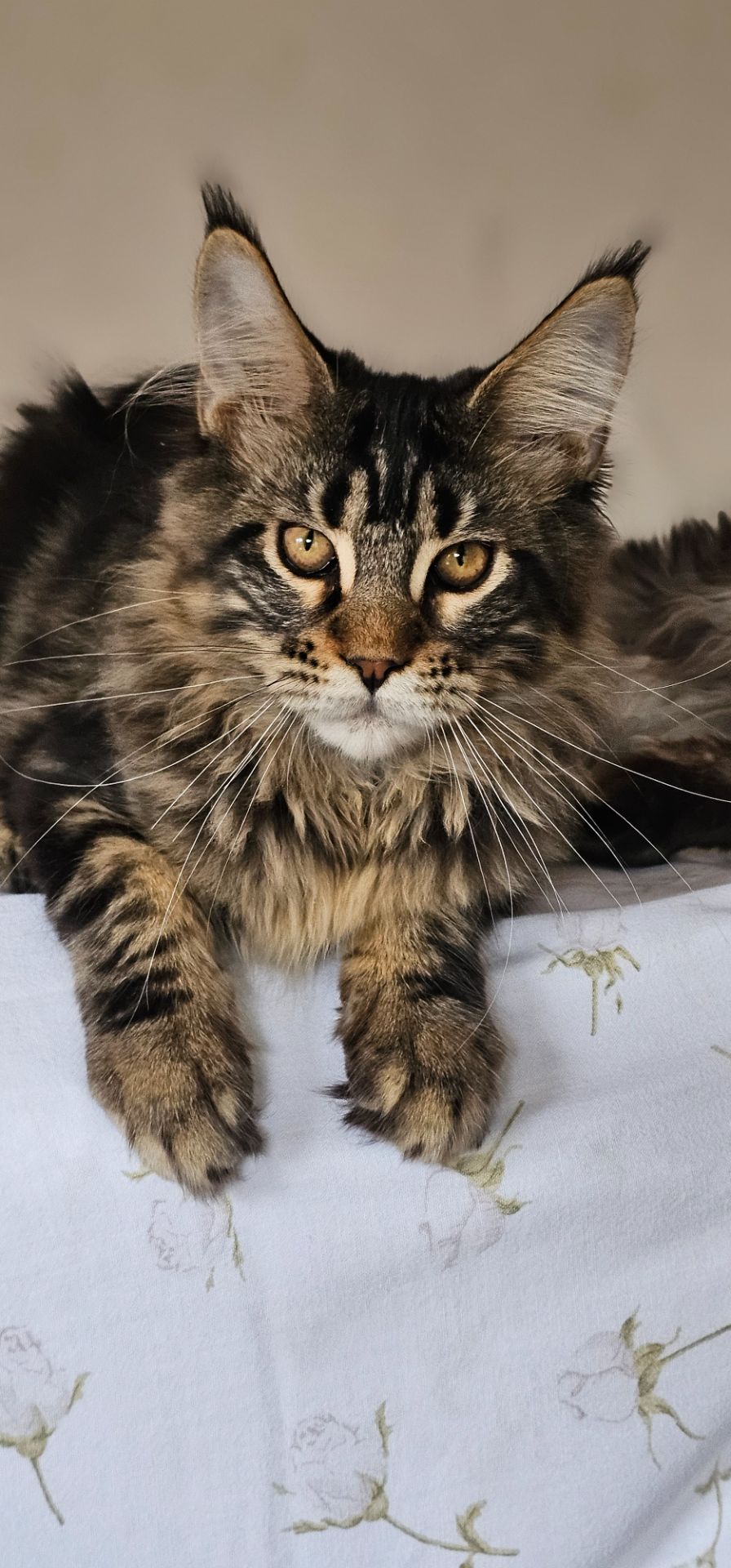 Девочка Паприка мейн кун