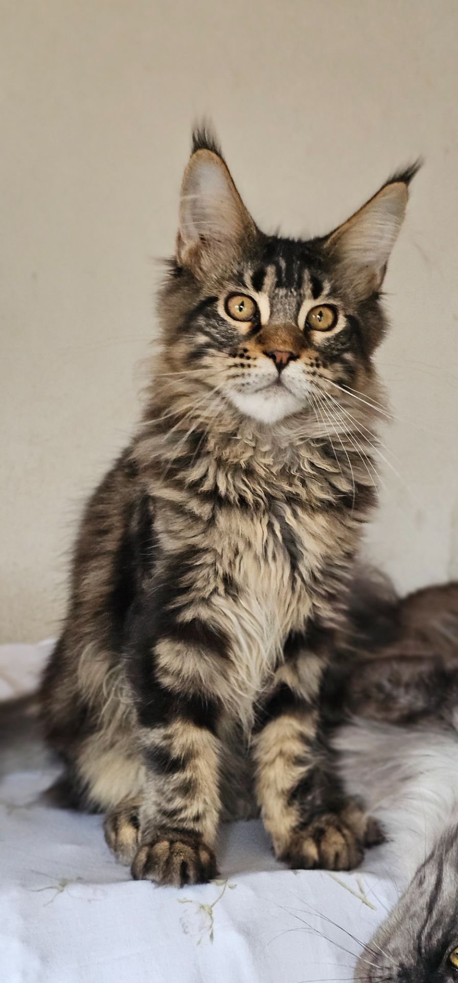 Девочка Паприка мейн кун