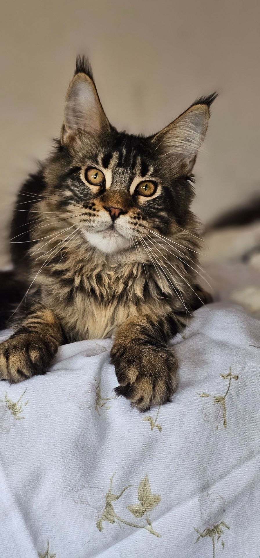 Девочка Паприка мейн кун