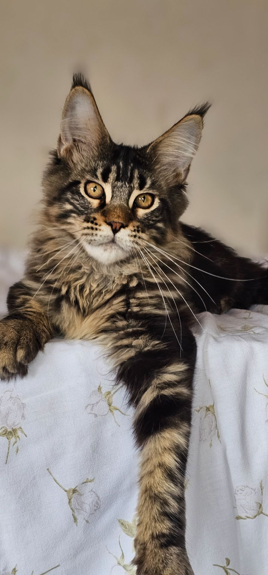 Девочка Паприка мейн кун