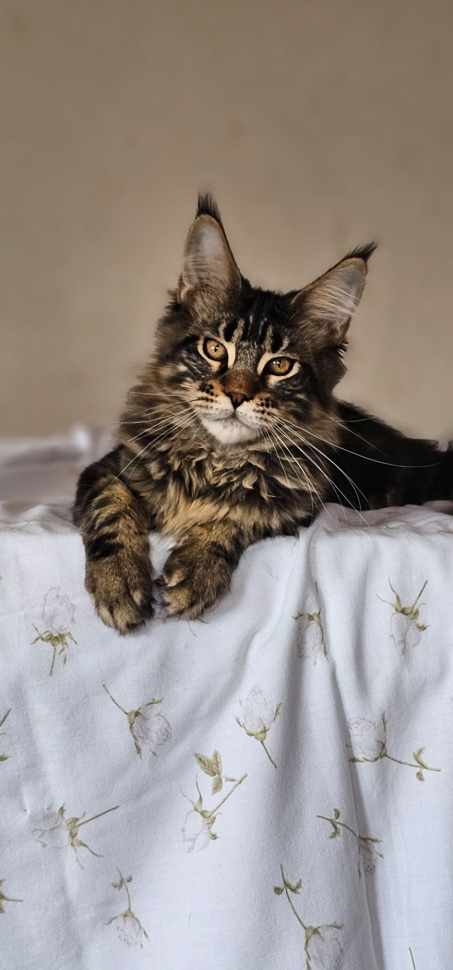 Девочка Паприка мейн кун