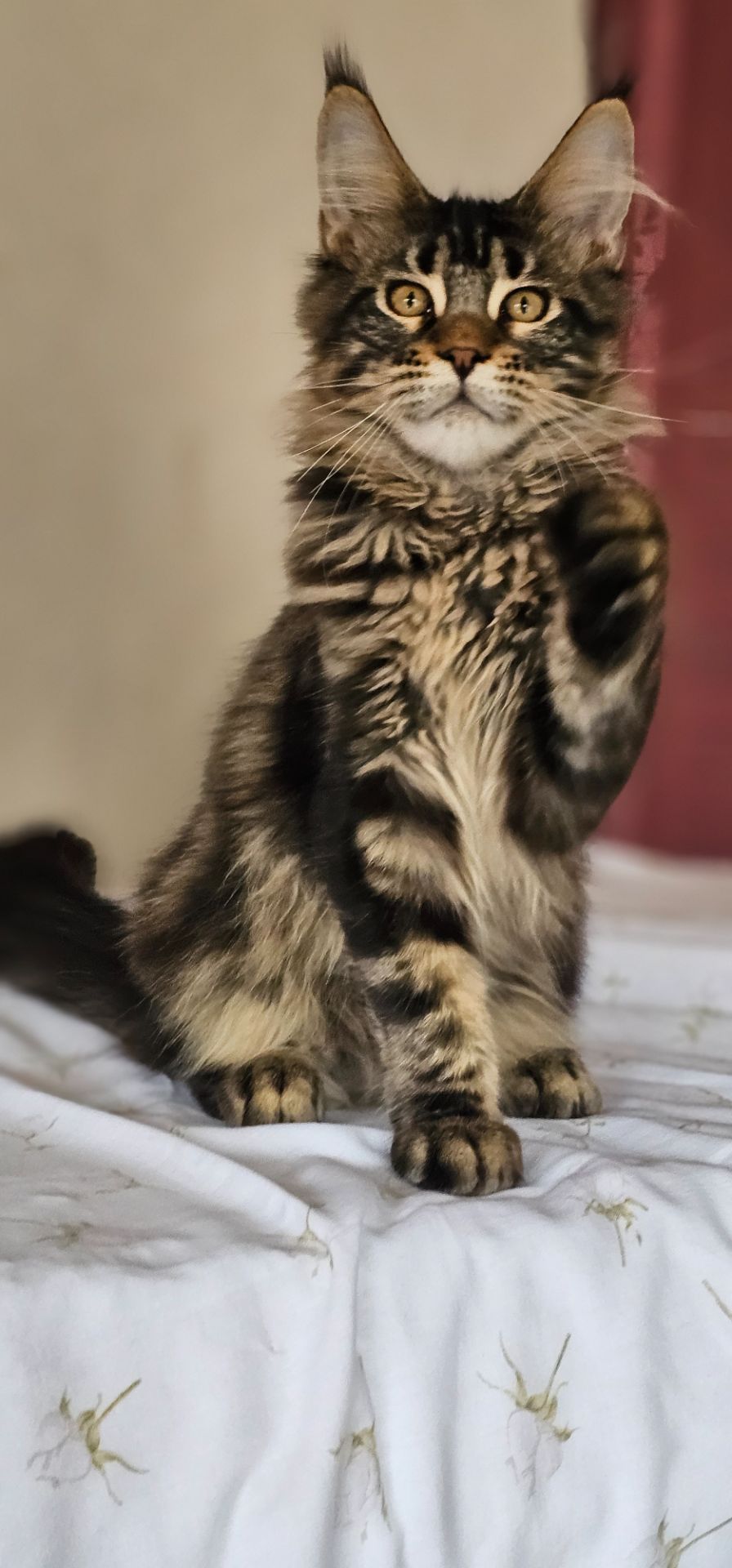 Девочка Паприка мейн кун