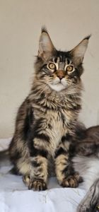 Девочка Паприка мейн кун