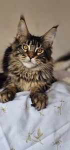 Девочка Паприка мейн кун