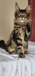 Девочка Паприка мейн кун