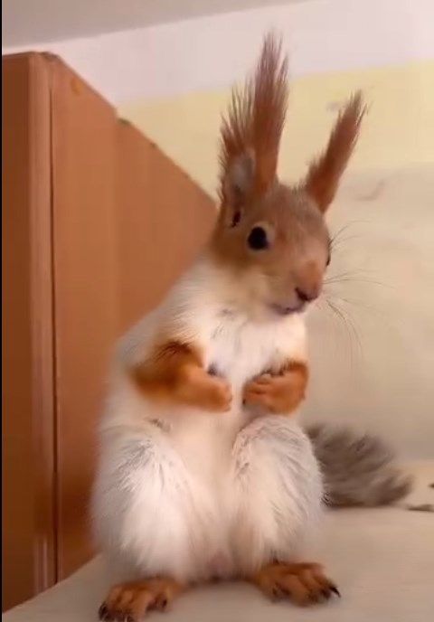 Белка для дома и или вольера