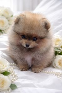 Чарiвна красуня!