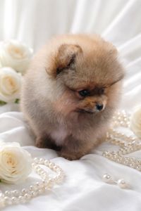 Чарiвна красуня!