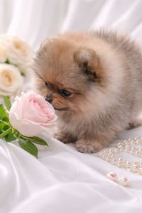 Чарiвна красуня!