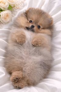 Чарiвна красуня!