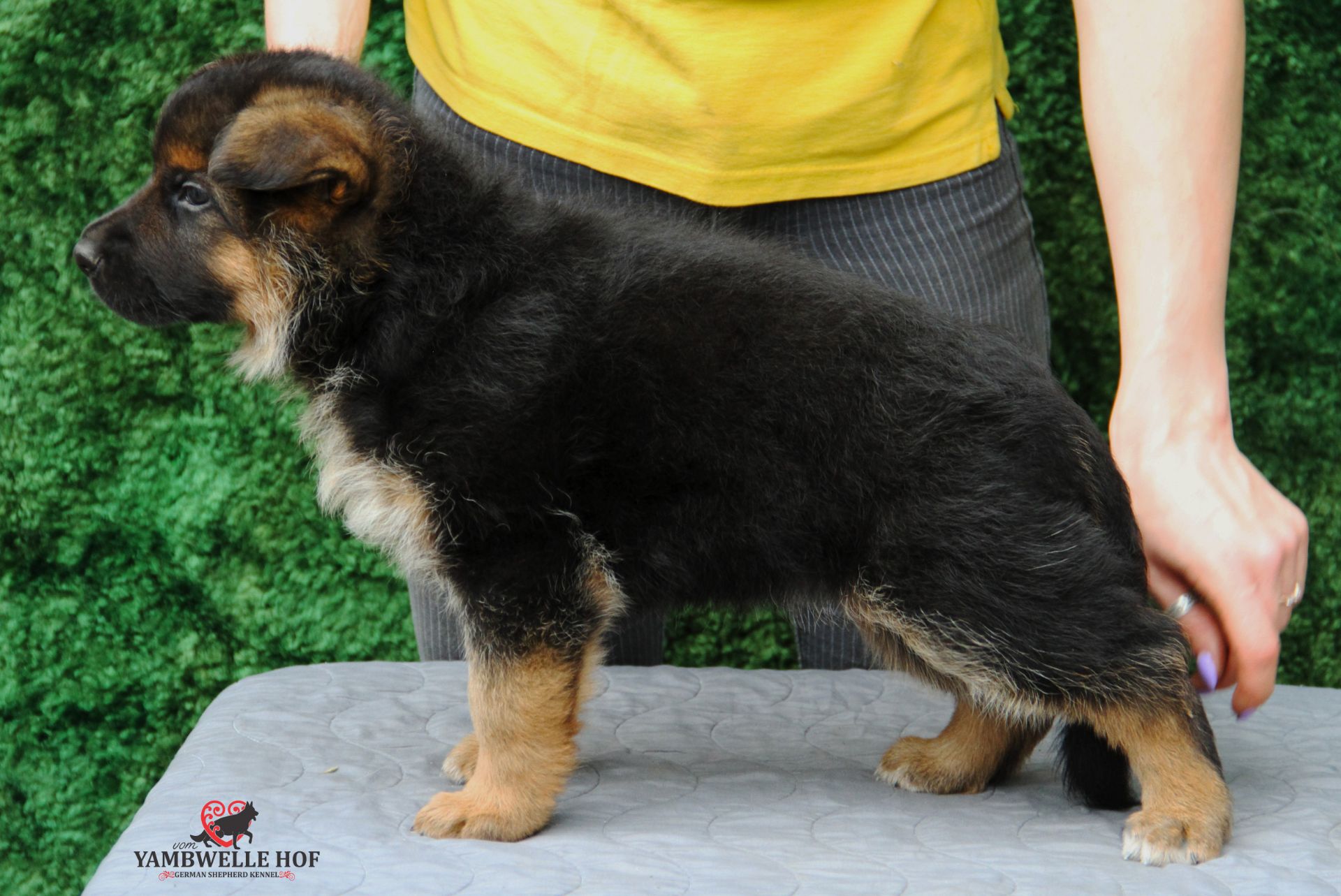 Офіційний розплідник - пропонує цуценят. Німецька вівчарка